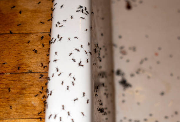 Best Pest Control Near Me  in Belleair, FL